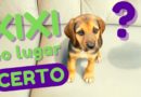 Meu cachorro faz xixi em todos os lugares! O que fazer??? Meu cachorro faz xixi em todos os lugares! O que fazer???