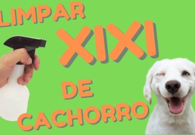RECEITA INFALIVEL PRA LIMPAR XIXI DE CACHORRO! RECEITA INFALIVEL PRA LIMPAR XIXI DE CACHORRO!