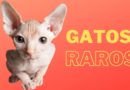 Descubra quais são as 4 raças de gatos mais raros do mundo