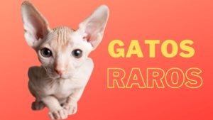 Descubra quais são as 4 raças de gatos mais raros do mundo