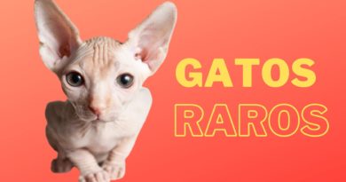 Descubra quais são as 4 raças de gatos mais raros do mundo