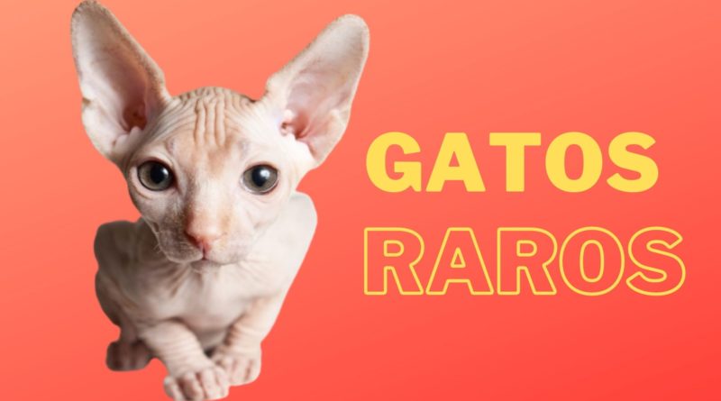 Descubra quais são as 4 raças de gatos mais raros do mundo