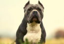 Conheça os 3 cachorros mais fortes do mundo