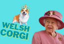 Welsh Corgi
