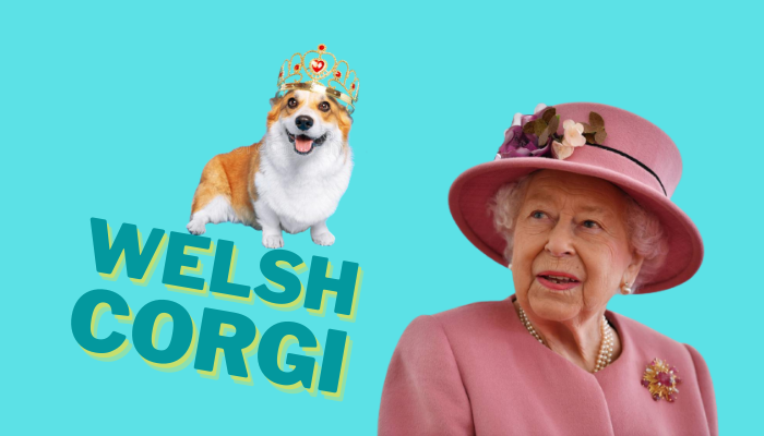 Welsh Corgi
