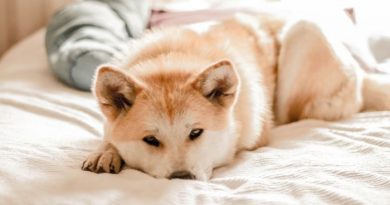 7 passos para chegada de um novo pet 7 passos simples para preparar seu lar para a chegada do seu novo pet
