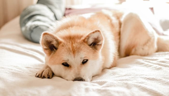 7 passos simples para preparar seu lar para a chegada do seu novo pet