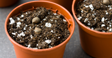 Como Preparar Vaso para Plantas