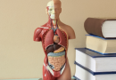 6 Fatos Curiosos sobre o Corpo Humano que vão te Deixar Surpreso